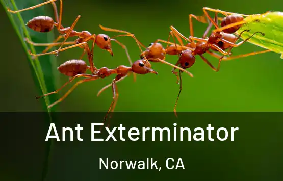  Ant Exterminator Norwalk, CA