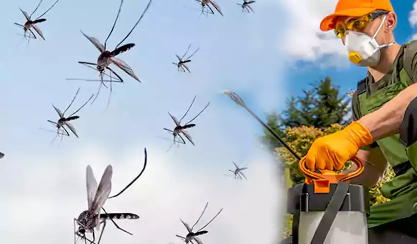 Mosquito Pest Control in Norwalk, CA