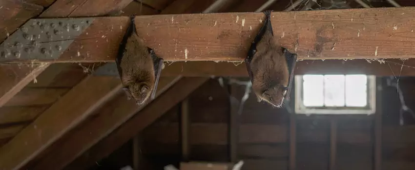 bat-exterminator in Norwalk, CA