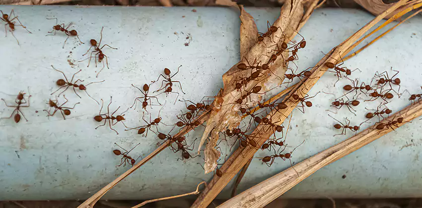 Fire Ant Extermination in Yards, Parks, and Outdoor Spaces Norwalk, CA