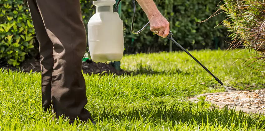 Grub Treatment for Bedrooms Norwalk, CA