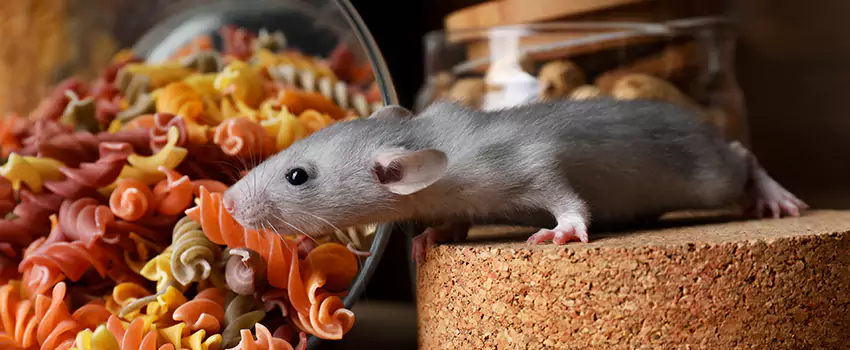 mouse-exterminator in Norwalk, CA