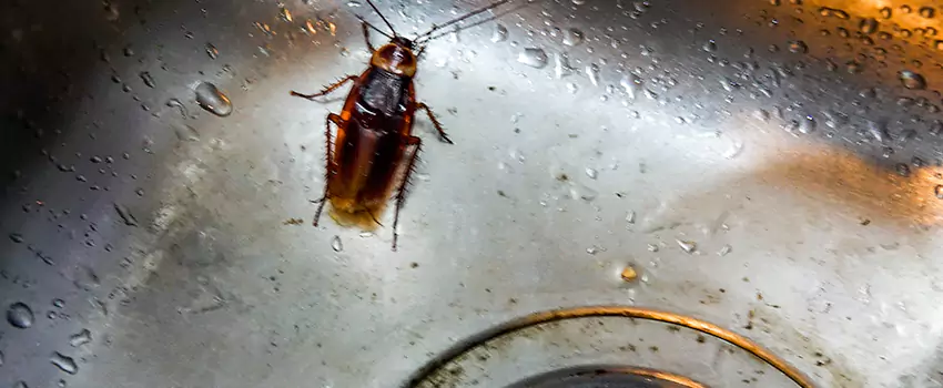 roach-control in Norwalk, CA