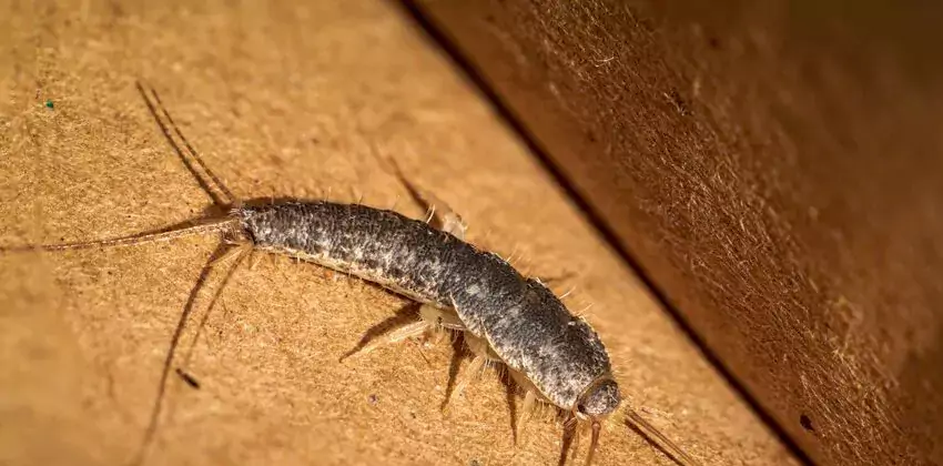 silverfish-control in Norwalk, CA
