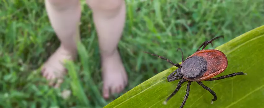 tick-treatment-for-yard in Norwalk, CA
