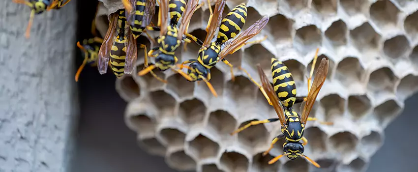 wasp-pest-control in Norwalk, CA