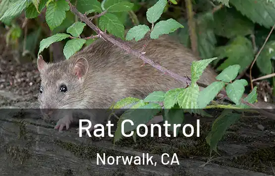  Rat Control Norwalk, CA