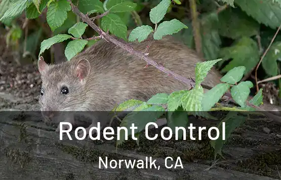 Rodent Control Norwalk, CA