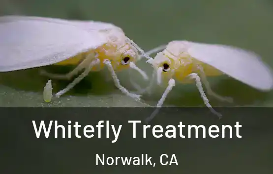  Whitefly Treatment Norwalk, CA